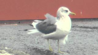 野鳥：カモメ／Wild Birds: Common Gull