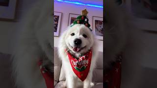 Please feed the ✨DOG✨ ib:Tatum.talks #cutedog #dogshorts #puppy #samoyed #tiktok #christmas #shiro