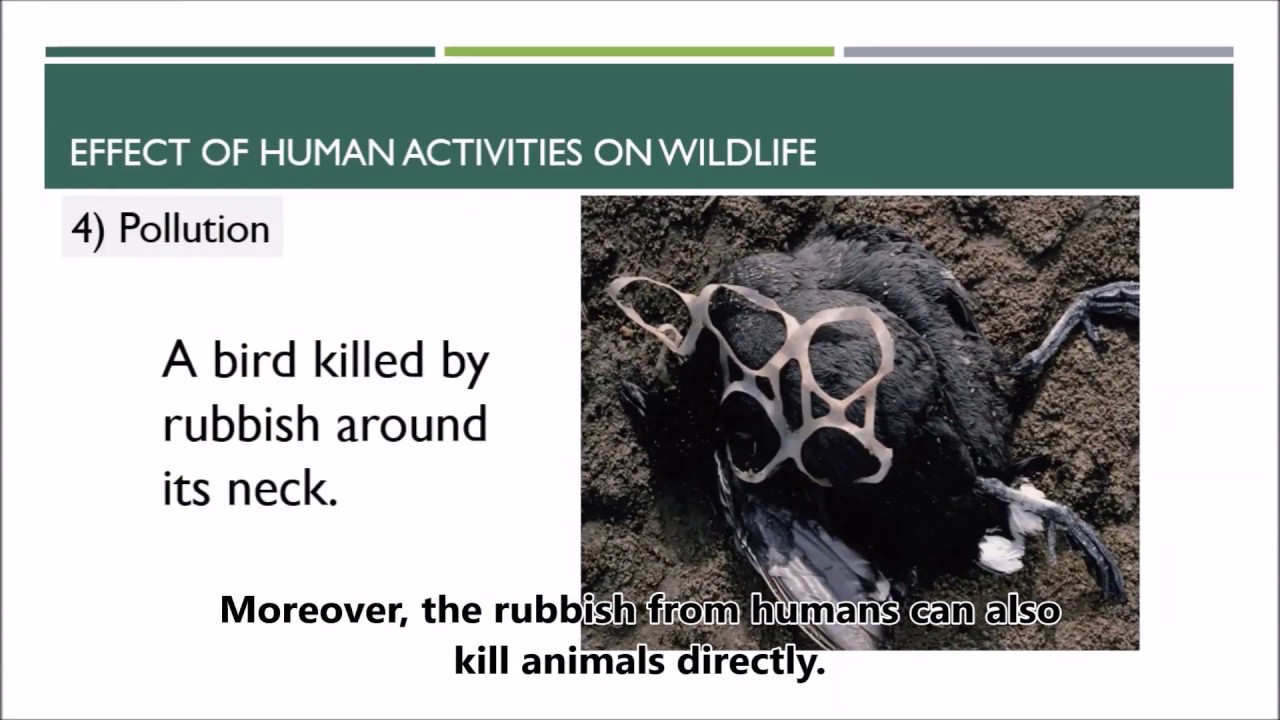 2 5B Effect Of Human Activities On Wildlife - YouTube