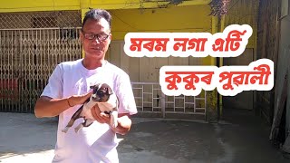 মৰম লগা এটি কুকুৰ পোৱালী //A cute puppy //