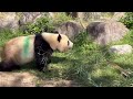 櫓の上で食べたくて長い茎を一生懸命に運ぶレイちゃん🐼😁　10月12日 ueno zoo panda