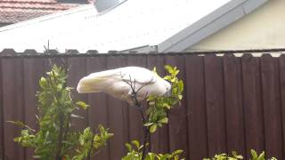 Cockatoo steals a mandarine.avi