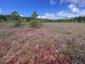 Ecology of Washington's Bogs