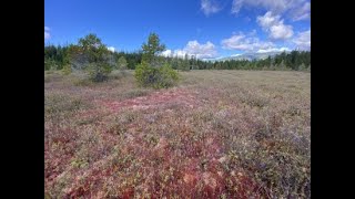 Ecology of Washington's Bogs