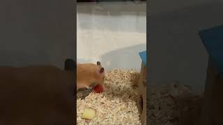 Little Hamster Eating An Apple