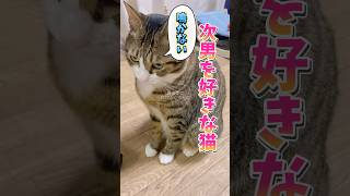 表情豊かな猫#cats #short#球太