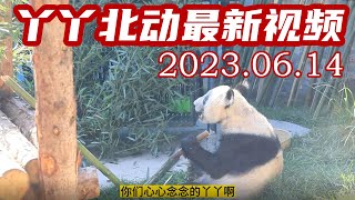 6月14日大熊猫丫丫北动最新视频