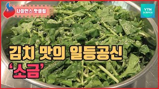 김치 맛의 일등공신은 소금! / YTN 사이언스