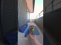 ガチで運動音痴 w shorts dog シニア犬 トイプードル 犬 insta360