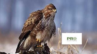 Common Buzzard Bird Sound, Birds Call for Pro Hunters