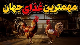 تاریخ پرفراز و فرود مرغ  و خروس وحمایت آنها از انسان در گذر زمان