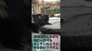 オッサンのように水を飲むクマさん