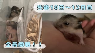 【生後10日〜12日目】全員開眼！！〜まろんちゃんの育児【ジャンガリアンハムスター】