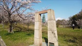 満開のサクラ西神中央公園2020