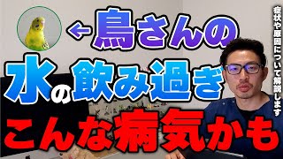 【質問コーナー】インコたまごは何日ほどで孵化するの？帰宅するとくちばしを鳴らして口笛を吹く。なぜ？なみウズラの毛が抜ける…なぜ？不正咬合で伸びたところどのくらいまで削っても大丈夫？などにお答えしました