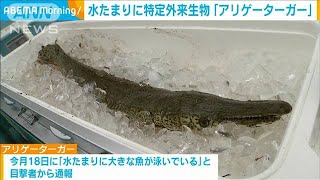 住宅地近くの水たまりに特定外来生物「アリゲーターガー」　富山市(2024年5月22日)