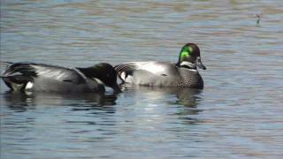 野鳥撮影・ 野鳥　ヨシガモ　Falcated duck　2/2