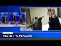 pesto the penguin gains social media attention