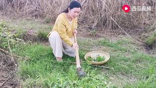 农家娃的春天，下河网网鱼，上山摘摘野菜，过一种自给自足的生活