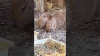 Baby capybara's yawn