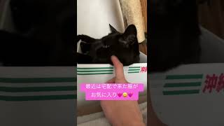 にゃんこはピッタリフィット好きだよね❤️＃猫＃ネコ＃ねこ＃保護猫＃家猫＃黒猫＃猫の暮らし＃猫の日常＃フィット＃かわいい＃動物＃生き物＃猫動画＃癒し＃ダンボール＃箱＃cat＃cute＃shorts