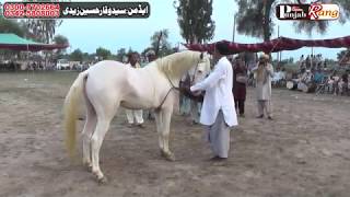 Best All Pakistan horse Dance / Syed Mosa Kamalia / 18,19 Aug 2019Meala Org Tanveer Shah -207