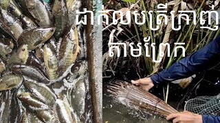 ដាក់លបត្រីក្រាញ់តាមព្រែក/DAKLBTRYKRANHPREK