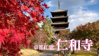 【4K】京都の紅葉を巡る 仁和寺を散策🍁 Walking aroud Ninna-ji Temple