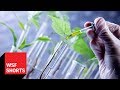 Is a CRISPR-altered Plant a GMO?