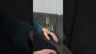 Yavru sultan papağanı çekirdek keyfi/Baby cockatiel eat sunflower seeds by hand