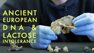 Ancient Europeans remained intolerant to lactose for 5,000 years after they adopted agriculture