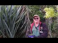 Lancewood - Pseudopanax crassifolius