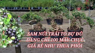 Sam Núi Trái To Bự mà chỉ 100 mấy thôi 😊0933368532🌲bonsailinhhuonguyetquehongocmaichieuthuykimquytun