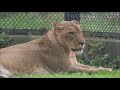 202010 周囲に興味あるアムールトラ 風君　in 秋田市大森山動物園