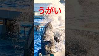 シャチの、うがい💦❤️鴨川シーワールド🌸Kamogawa SeaWorld🌷関東最大級のイルミネーションを誇る東京ドイツ村とのセットプラン‼️オルカ＆スマイル