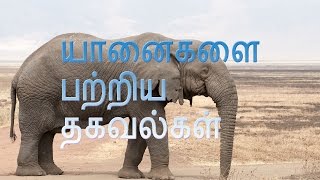 யானைகளை பற்றிய சில வியப்பூட்டும்  தகவல்கள் Surprisingly Information about elephants  in Tamil