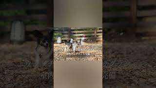 【ウブドの森】愛犬と泊まれるホテル