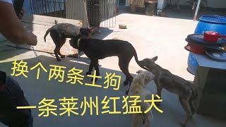 农村大哥用六十斤的猛犬莱州红，换了两条土狗真是脑袋被门挤了