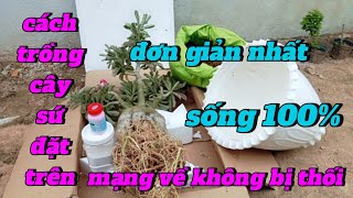 cách trồng cây sứ đặt trên mạng về không bị thối đơn giản nhất sống 100%