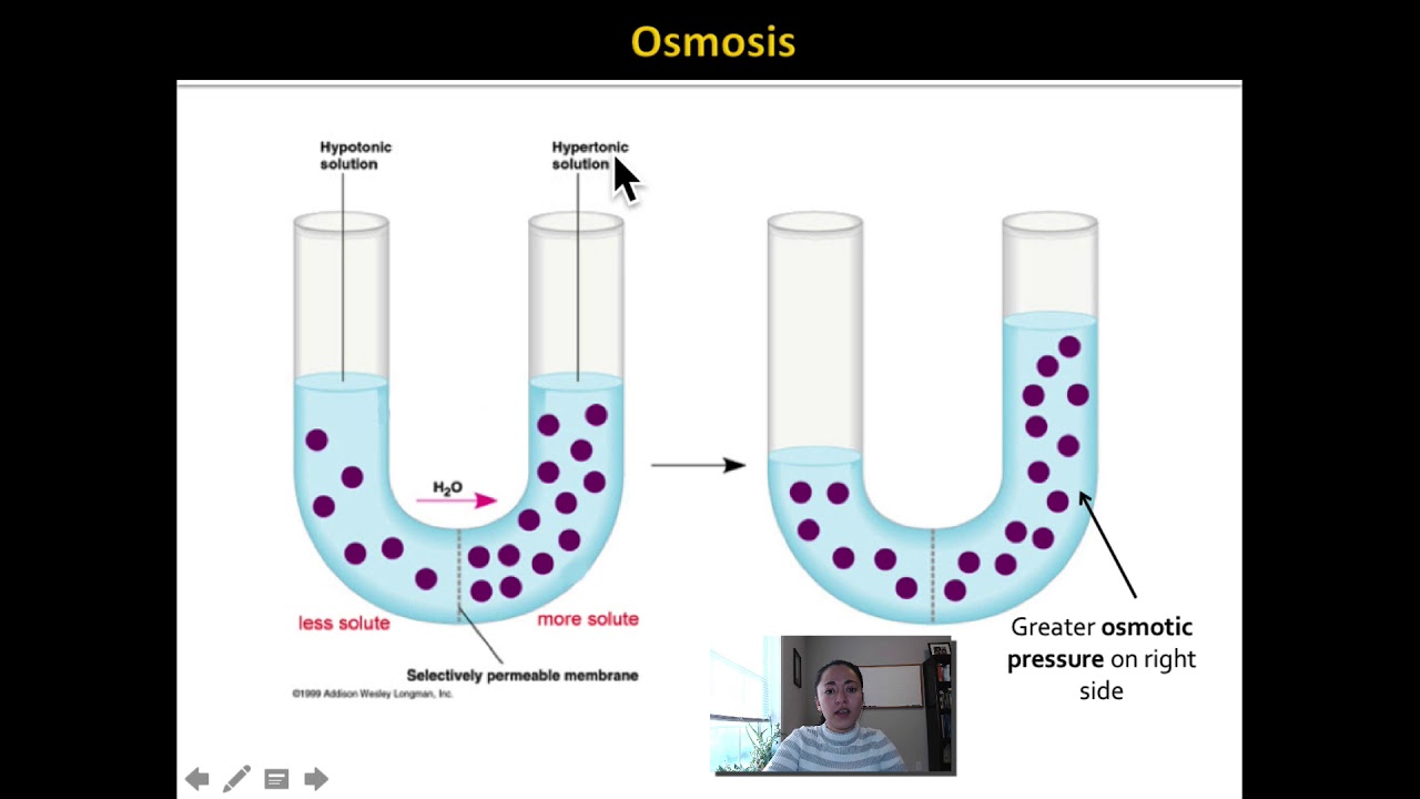 Diffusion And Osmosis Lab Video - YouTube