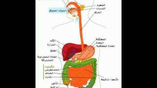 الحلقه الاولي من برنامج الصحه والحياه...wmv