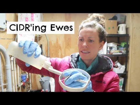 CIDR Application in Ewe Lambs | Vlog 52 CIDR Application in Ewe Lambs | Vlog 52