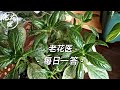 【每日问答】草莓尖端焦黑什么原因？这棵榕树如何养护？每日一答Questions in this issue:Strawberry, Banyan Tree, Hibiscus