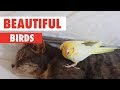 Beautiful Birds