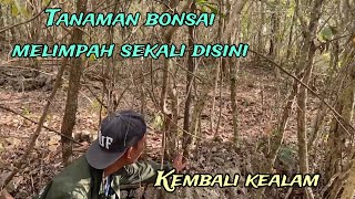 Mengenal berbagai tanaman bonsai melimpah di alamnya