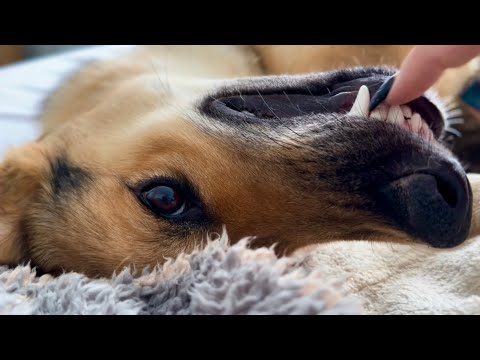 Asmr Puppy Hypnosis Youtube
