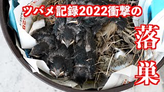 【緊急事態】ツバメ雛5羽すべて巣から落ち】2022年5月17日（孵化16〜17日目）雛の運命はいかに？4K