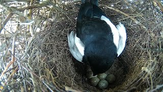 210518 magpie, seagull, incubation period update