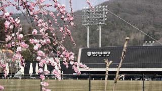 岩舟総合運動公園の美しい梅 ~観梅の隠れた穴場~ 2022年3月11日 Beautiful Japanese Plum Blossom : 栃木県栃木市岩舟町三谷 : 4K