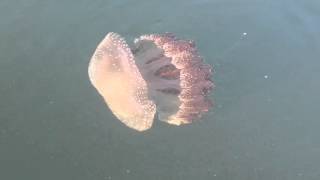 Australian Spotted Jelly